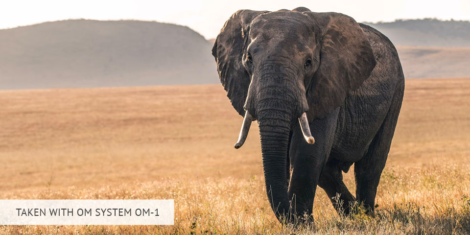 om system om-1 camera for wildlife photography sample