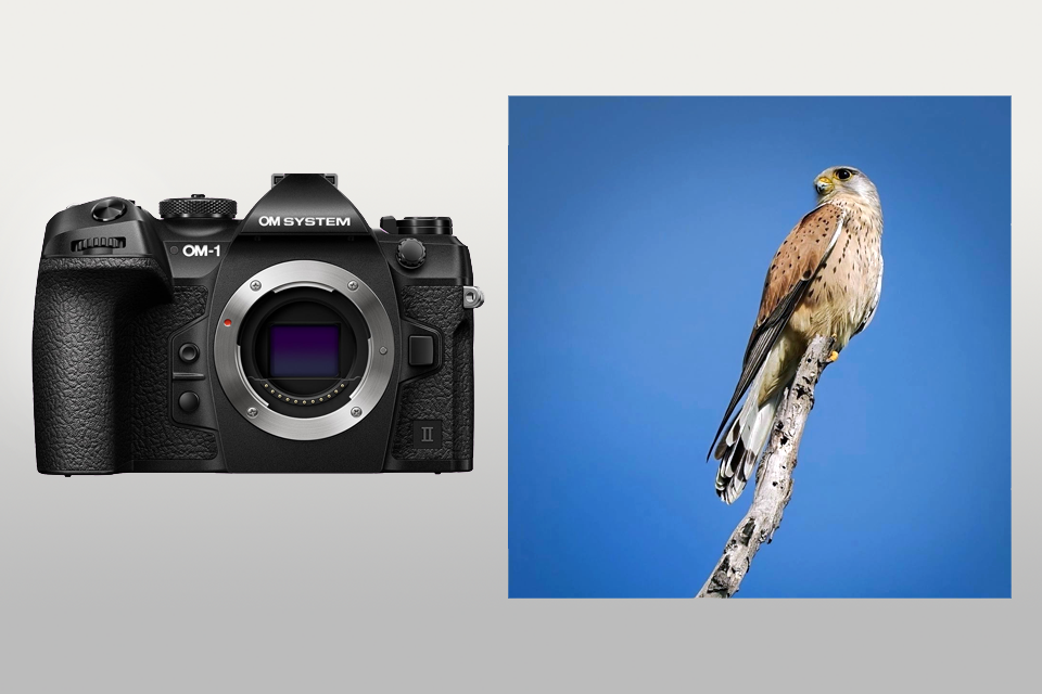 om system om-1 ii camera for birds lifestyle