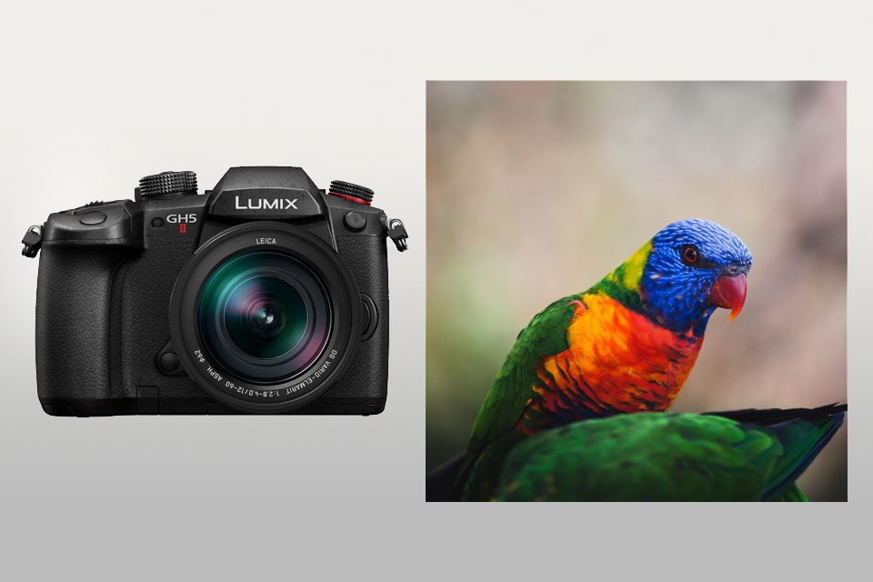 panasonic lumix gh5 ii camera for birds lifestyle