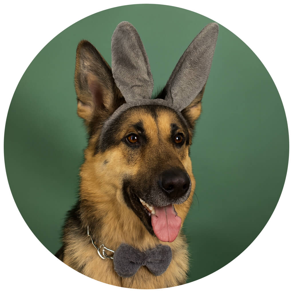 pet whatsapp profile picture idea