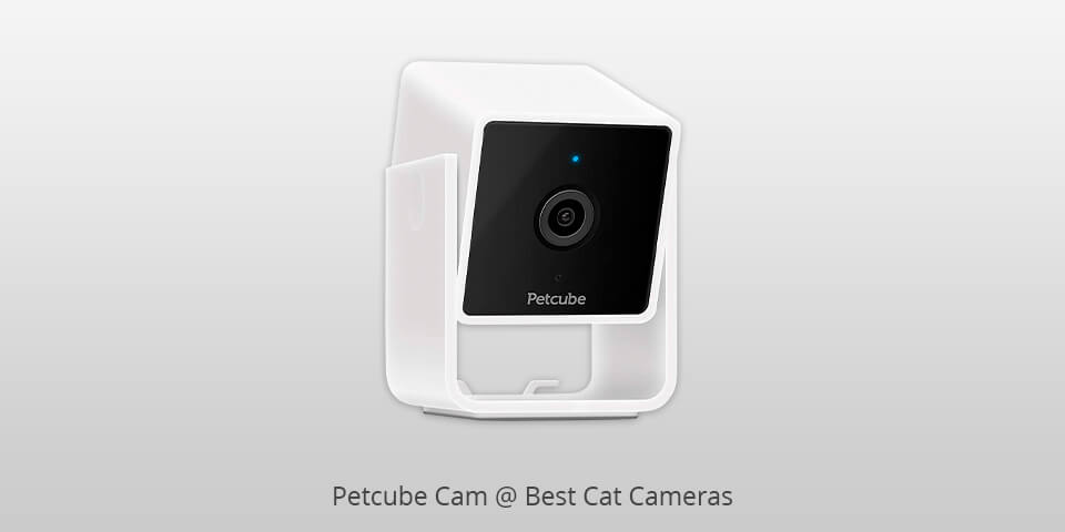 petcube cam cat camera