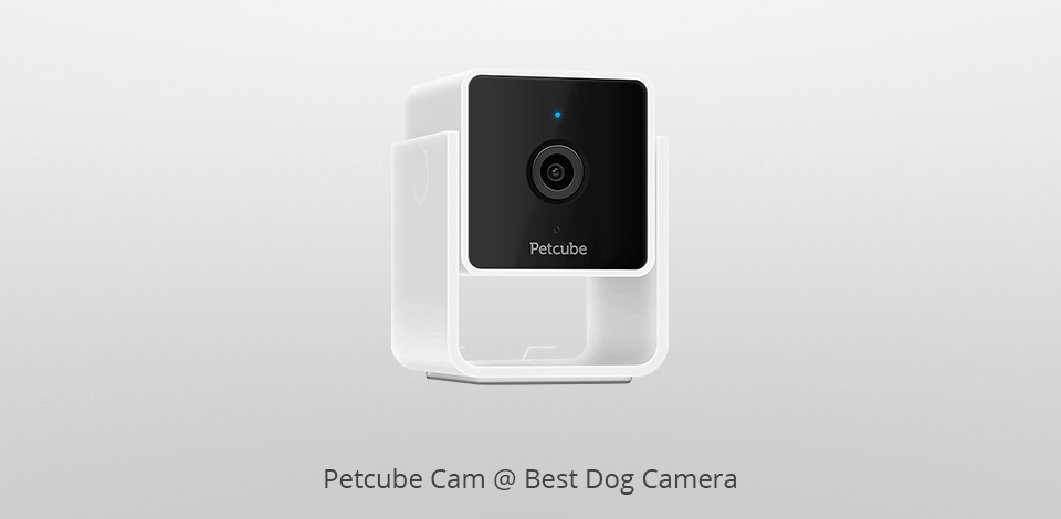 petcube cam dog camera