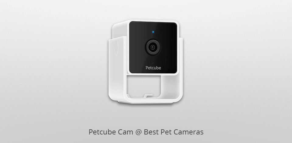 petcube cam  pet camera