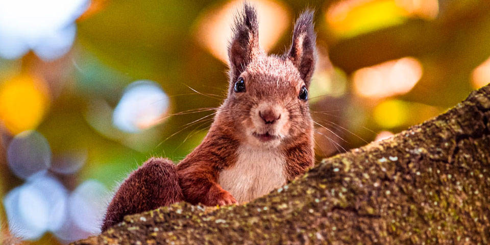 photo taken with miao lab hd 20 40x lens