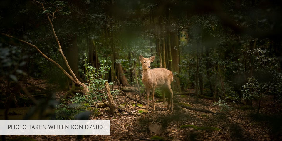foto tomada con nikon d7500