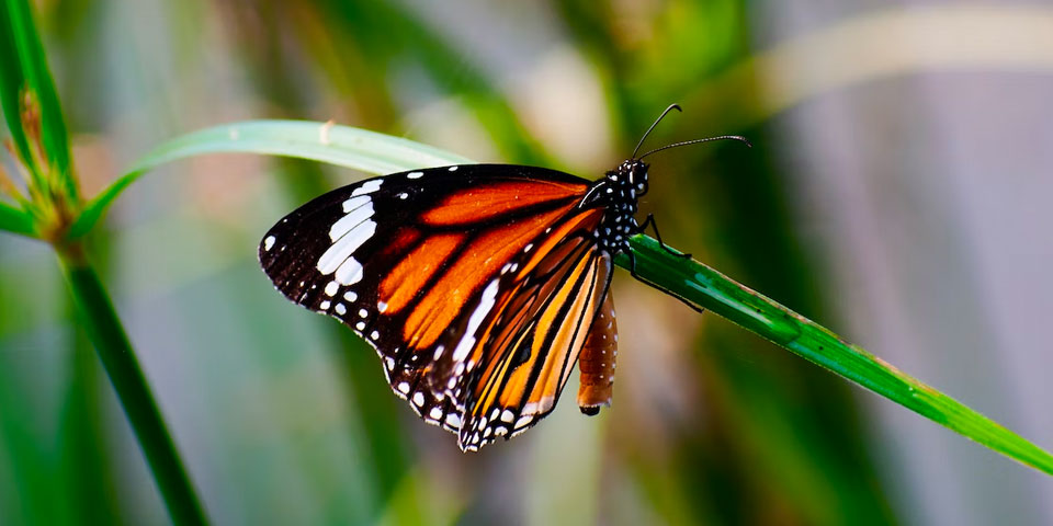 photo taken with olloclip core lens set