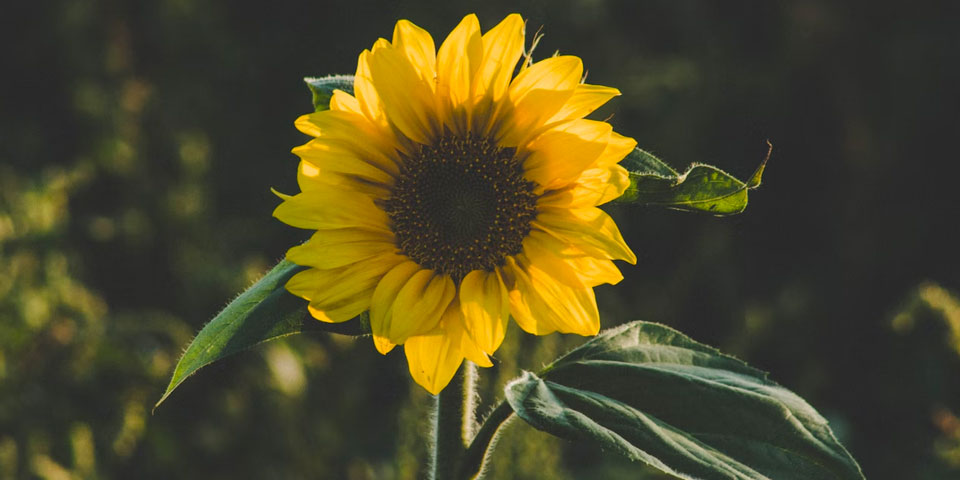 photo taken with ztylus designer revolver m series