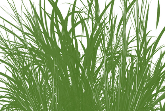 pennelli di photoshop fiore