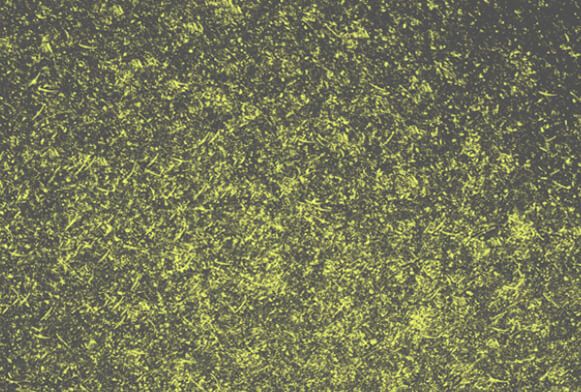 pennelli grunge photoshop gratis