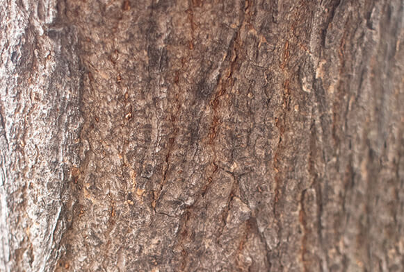 photoshop tráva textura png