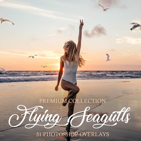 banner ps overlays flying seagulls