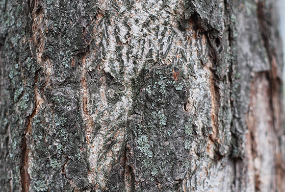 opakovatelná textura trávy png