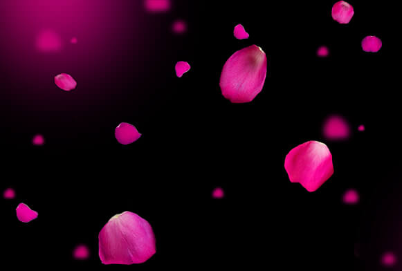 sovrapposizioni di rose per Photoshop