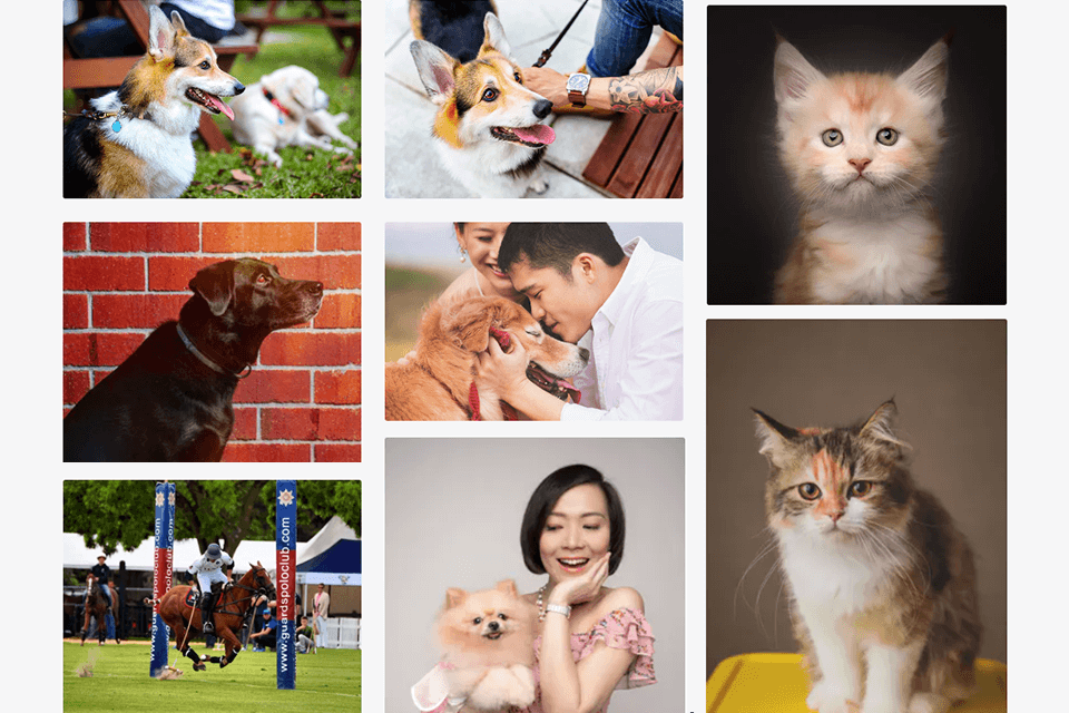 shutterturf review pets