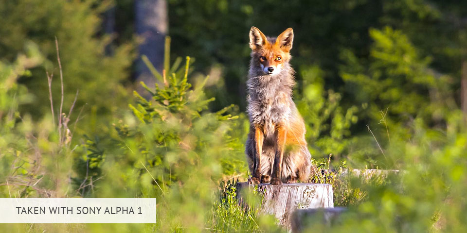 sony alpha 1 camera for wildlife photography sample