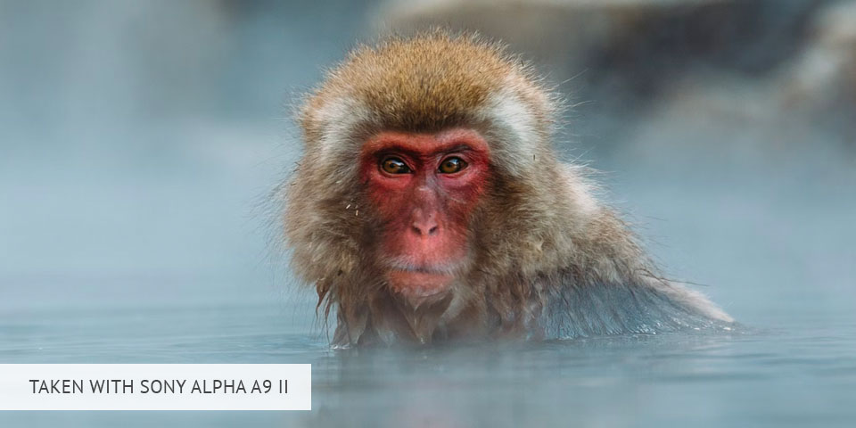 sony alpha a9 ii camera for wildlife photography sample