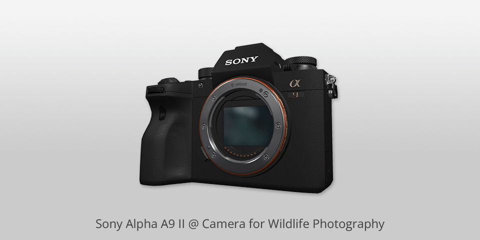 sony alpha a9 ii camera for wildlife photography