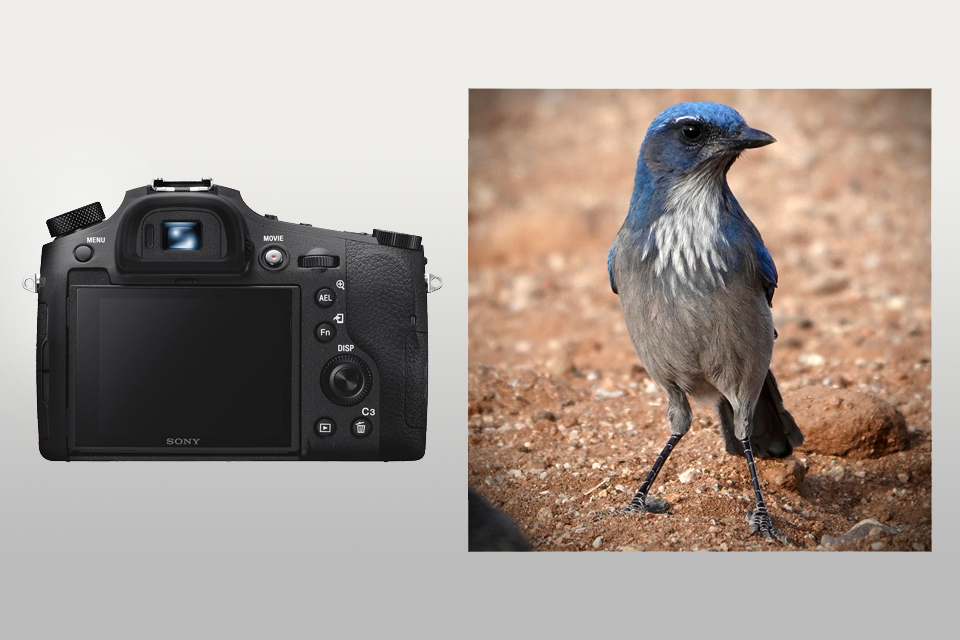 sony cyber‑shot rx10 iv camera for birds lifestyle