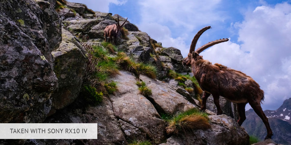 sony rx10 iv camera for wildlife photography sample
