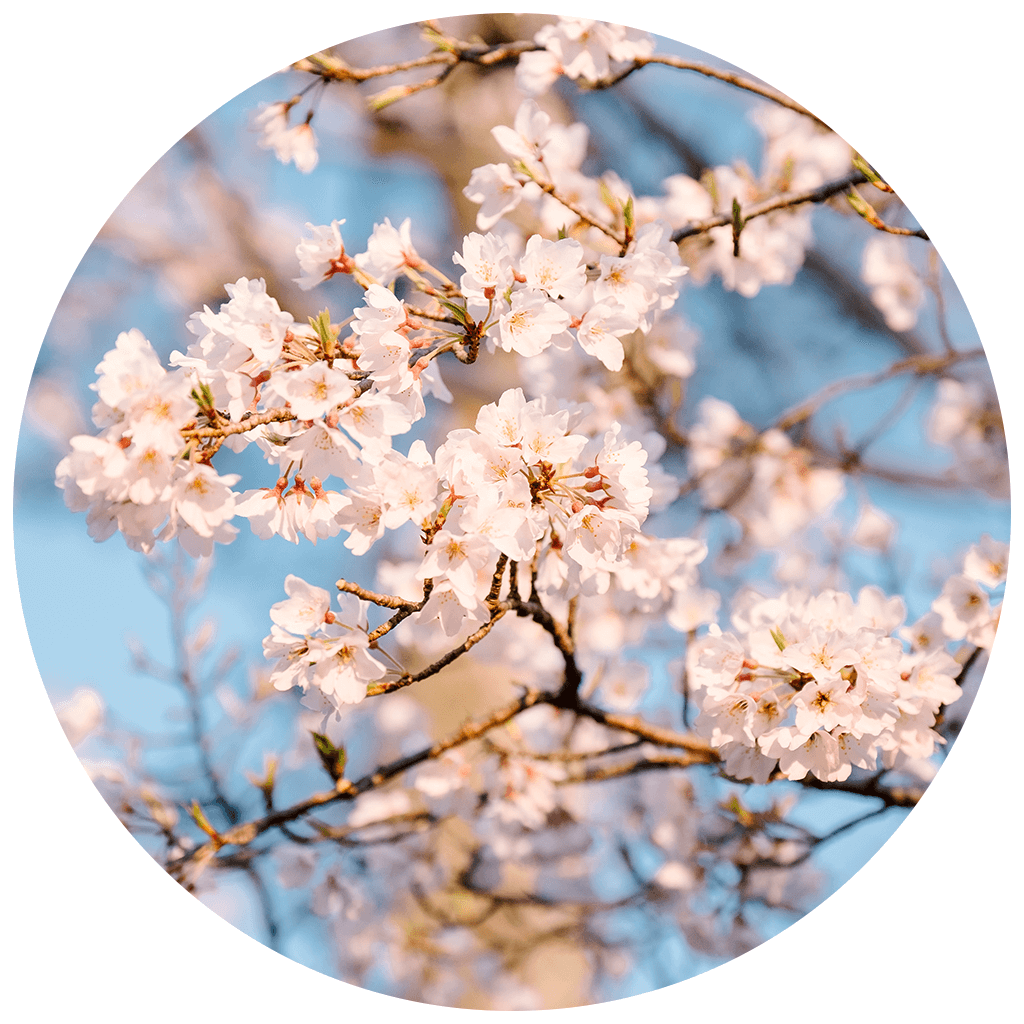 spring whatsapp profile picture idea