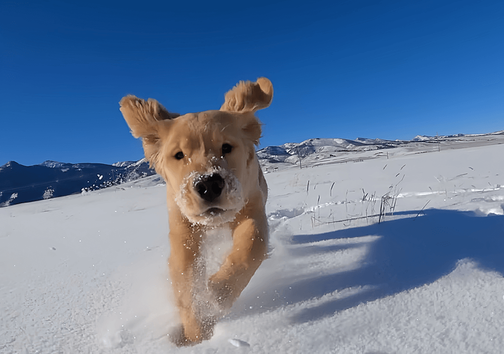 things to do with a gopro pet adventures