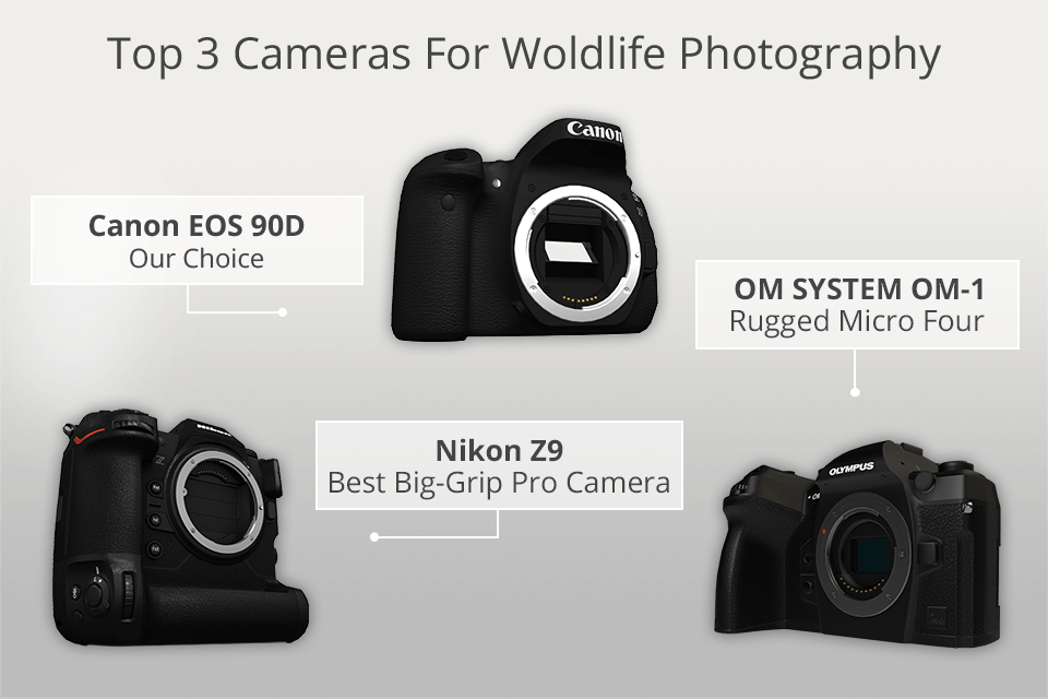 top 3 wildlife photography cameras