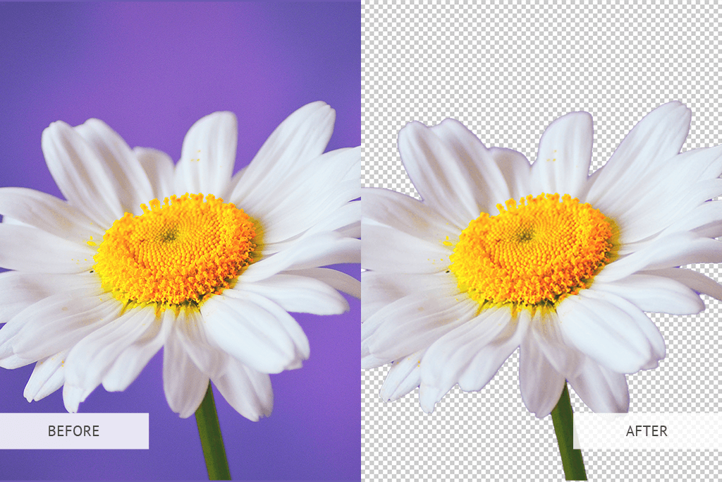 transparent background using the remove background tool before after
