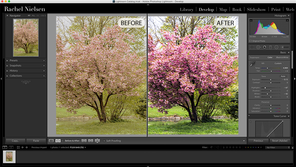 trees photography post processing in lightroom