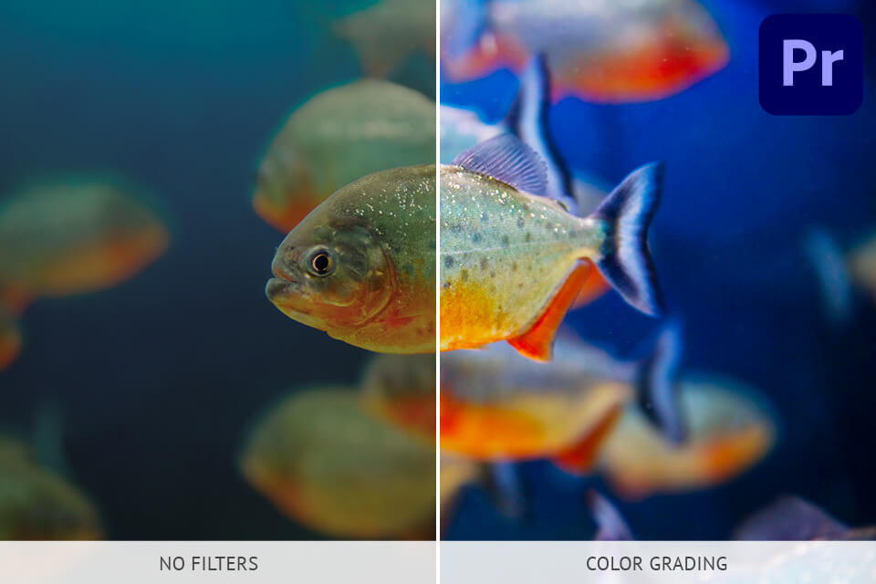 underwater photography and videography