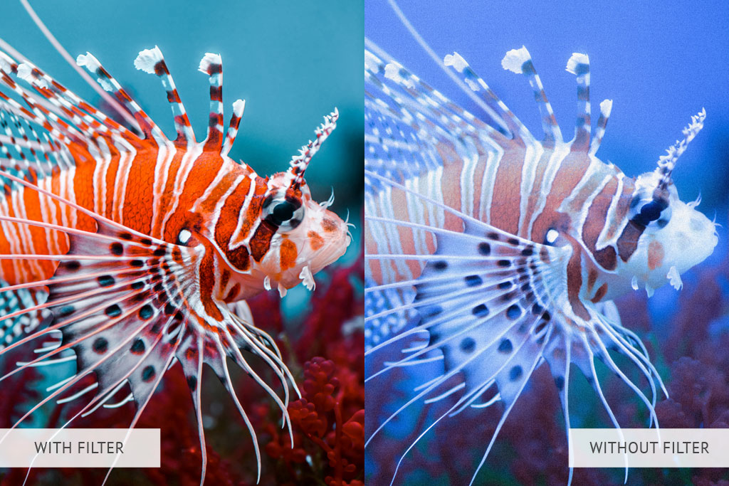 Underwater Photography Tips and Ideas Ultimate Guide