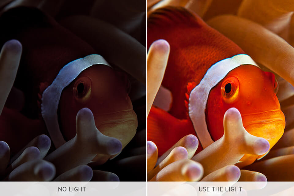underwater videography lights