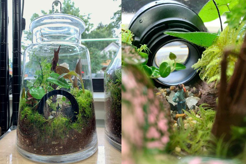 what to do with old cameras terrarium