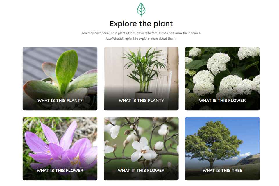 Whatistheplant AI Plant Identifier Online Review