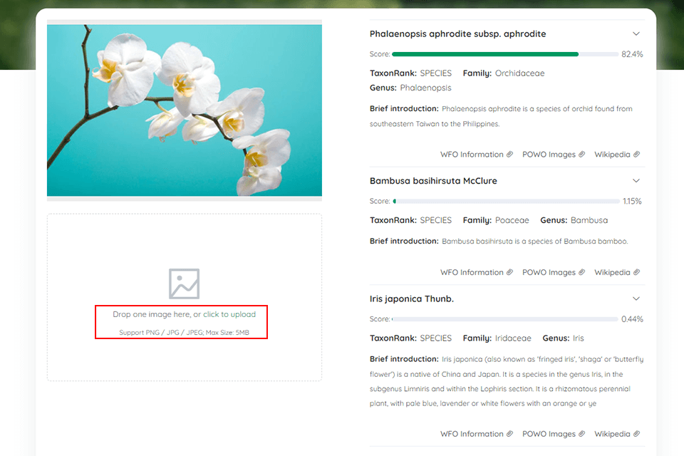 whatistheplant upload photo