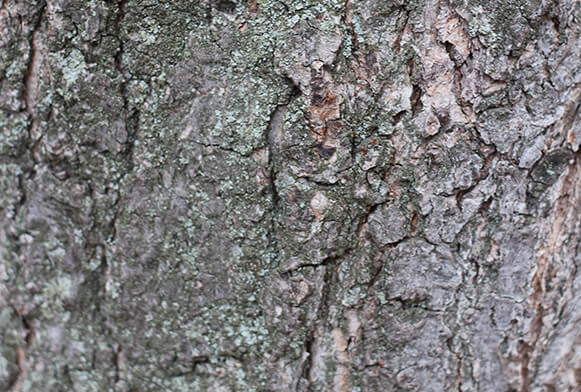 Самое старое дерево в мире — где растут деревья-долгожители