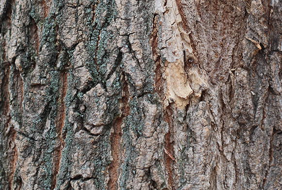 tree texture png