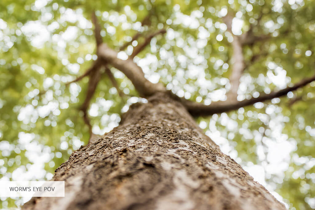 worm eye pov photography