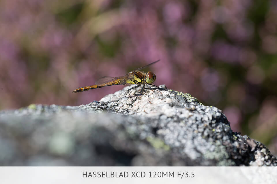 xcd 120 mm f/3.5 lens for hasselblad cameras