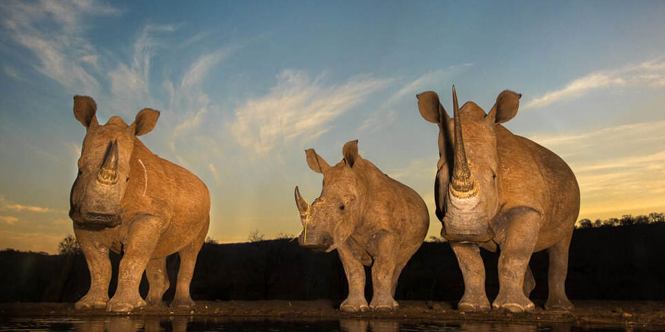 zimanga permanent wildlife photography hide