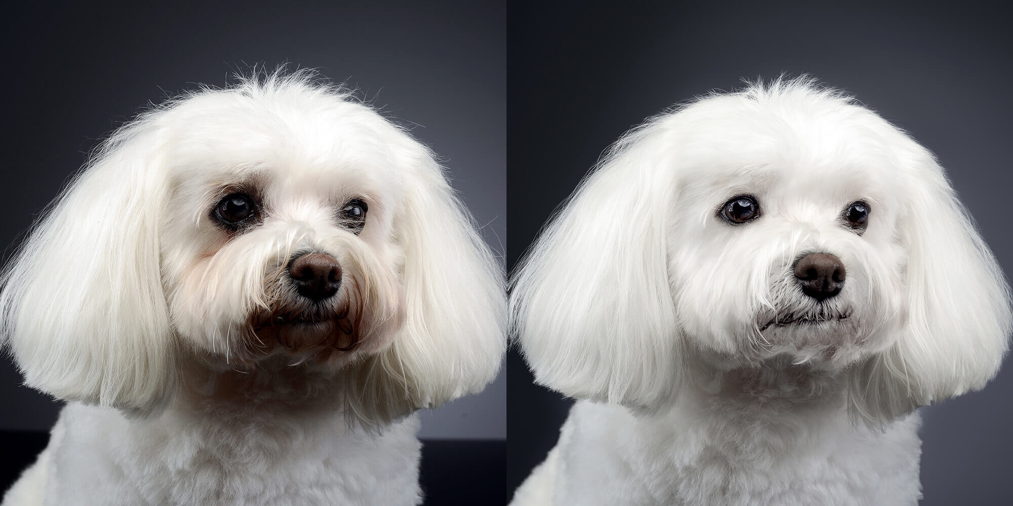 #1 Animal Photo Editor Services | Fixthephoto