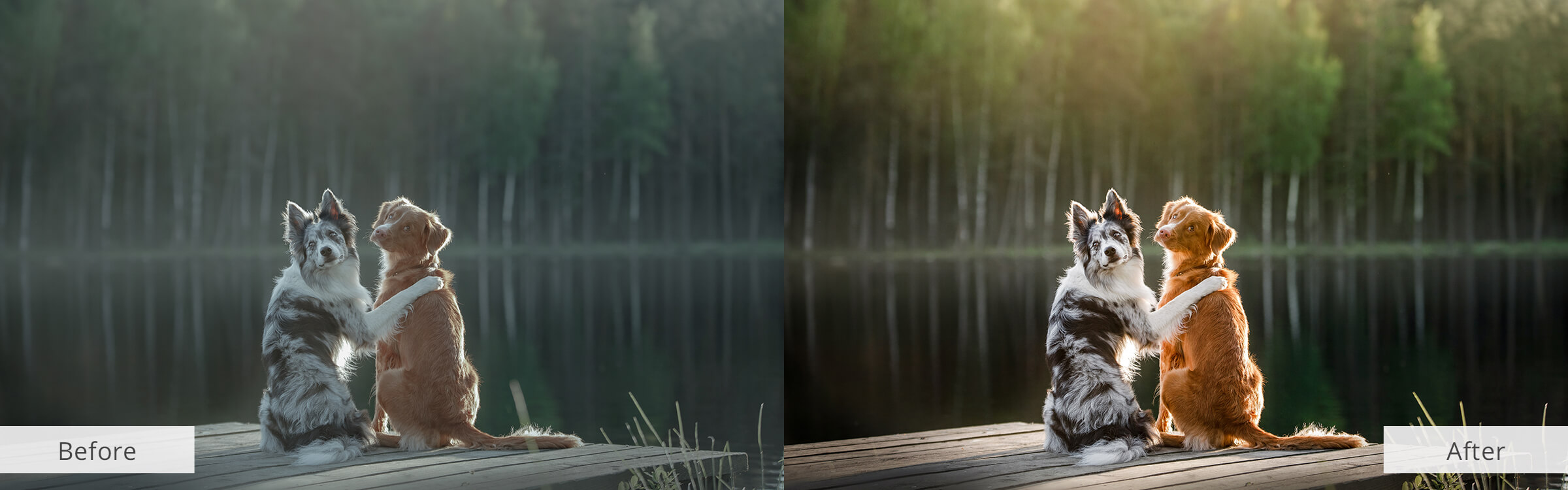 1 Animal Photo Editor Services Fixthephoto