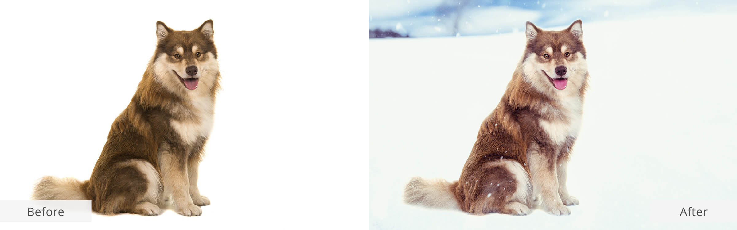 1 Animal Photo Editor Services Fixthephoto